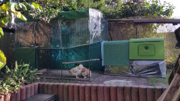 Hühnerauslauf einfach um 180 Grad gedreht