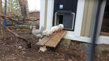 Omlet Grey Automatic Chicken Coop Door attached to Chicken Coop