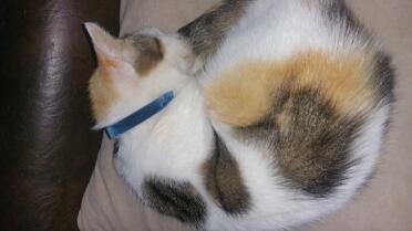 Cat asleep
