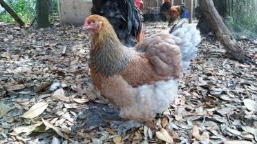 Blaues rebhuhn brahma henne 