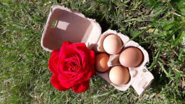 Eggs make a perfect gift.