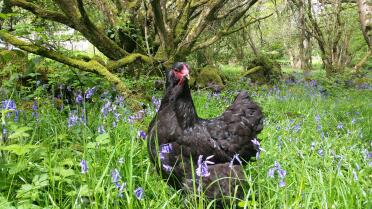 schwarzes Brahma im Bluebell-Feld