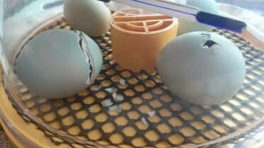 Eier picken!