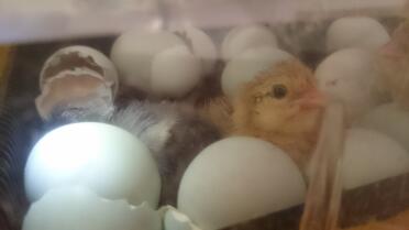 Araucana-eier schlüpfen