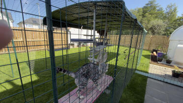 Catio