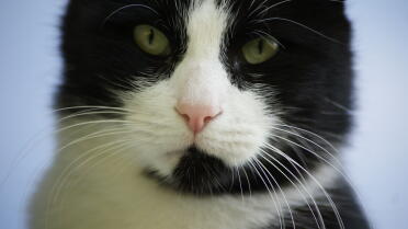 Hello lovely black and white cat.