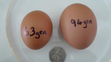 Our 7 month of hen excelled herself this morning with this large egg.