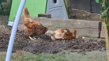 Chicks enjoying the fresh dirt 