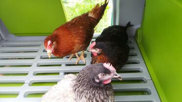 poules