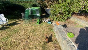 Large Eglu Cube is perfect to keep chickens