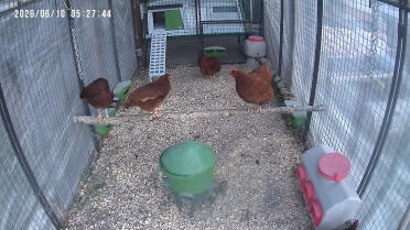 I think i bought this just as much for me as the chickens 