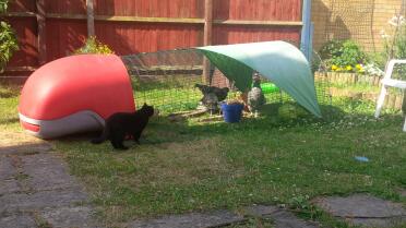 safe from the cat