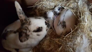 What adorable baby bunnies!