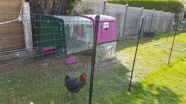 Purple Eglu Cube Large Chicken Coop and Run in the garden with chicken and Omlet Chicken Fence