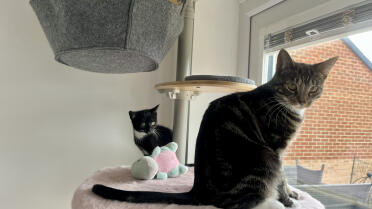 My kittens love being up on this platform 