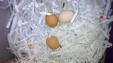 First Eggs (All 4 have laid every day since we got them)