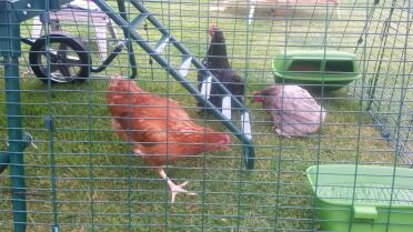 Meine neuen mädchen, clementine, matilda und knirps. 