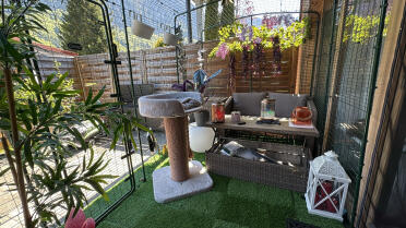 Gartenlaube mit Katzen