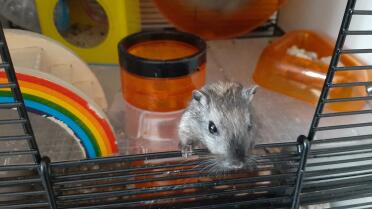 Gerbils love living in the Qute!