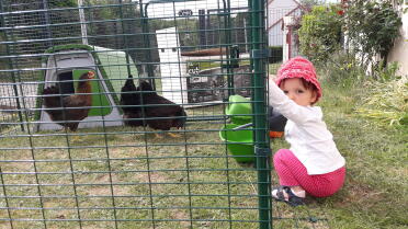 Children love keeping chickens!