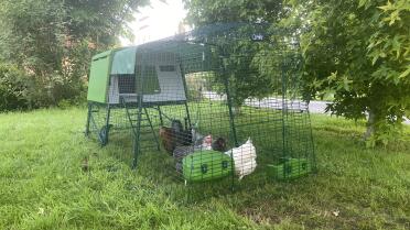 A safe run for your chickens