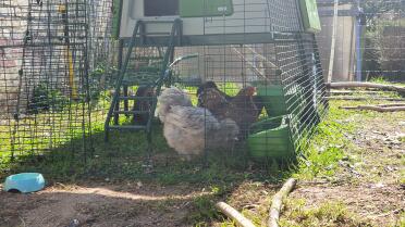 Chickens love to eat