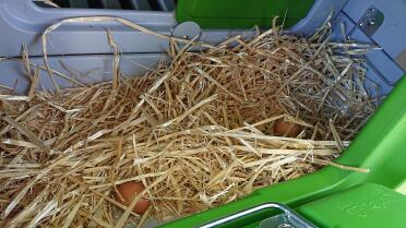 Eggs inside Eglu Cube Large Chicken Coop
