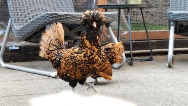 Polish chickens are great birds, Omlet own one called frodo!