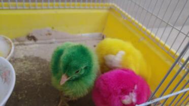 Colourful chicks