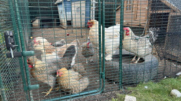 Mes poules veulent sortir