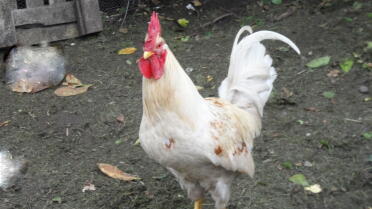 A happy cockerel.