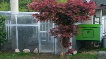 My chicken coop Eglu Cube , spectacular!!!
