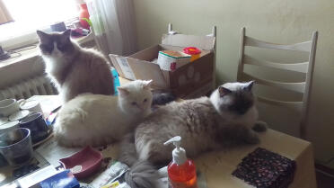 Romeo, coco och julchen