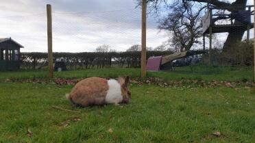 what a happy bunny grazing!