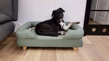 Dog sitting on Omlet memory foam dog bed in teal blue with square wooden feet