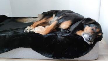 Joya and her luxury bed, she has never loved a basket as much as this one ! there is no more to do than to add the pretty and useful railing feet that we have just received ! thank you Omlet!