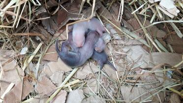 Ideal in nestern, sehr saugfähig