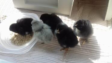 Incubating chicks is so much fun!