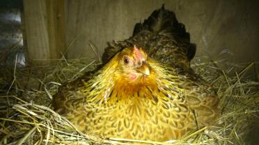 brütendes braunes Sumpfgänseblümchen