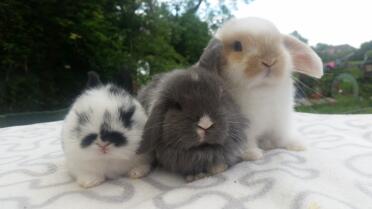 3 Wochen 4 Wochen und 5 Wochen alte Mini Lops