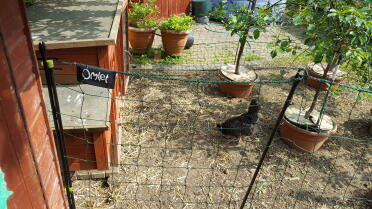 Omlet zaun und mini-obstgarten