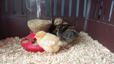 Chicka, unser Baby Buff Orpington mit ihren Schwestern Clawdeen, einem Golendlaced Wyandotte, und Charlie, einem Ameraucana.