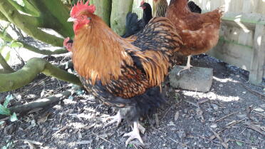 Chicken in garden