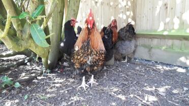 Chickens love to chill in the shade.