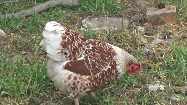 Orpington chickens are such a beautiful breed!