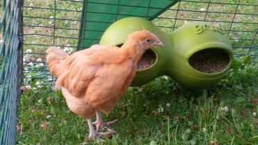 Chickens are great pets