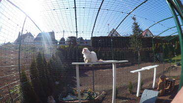 There so much room for this cat to play in the walk in run!