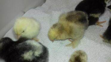 Pekin bantam chicks - just 2 days old.