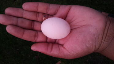 Pekin Bantam Ei-Rosa Tönung