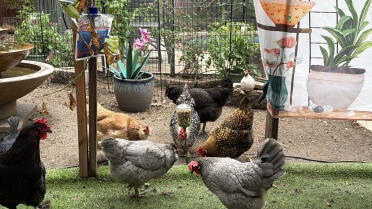 Leur nouvelle obsession 